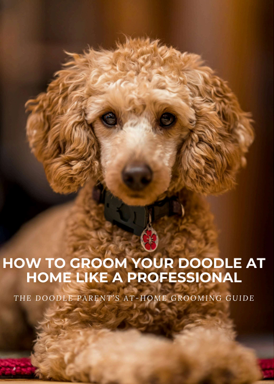 How to Groom Your Doodle At Home Like A Professional